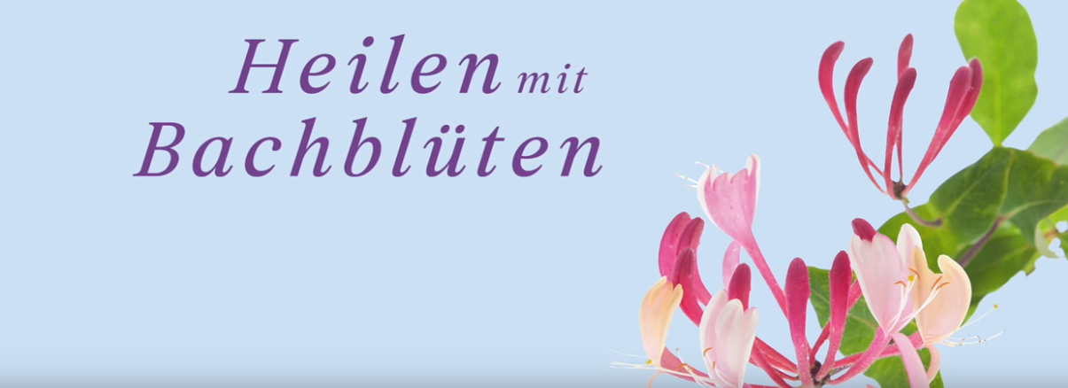 You are currently viewing Bachblüten-Anwendung